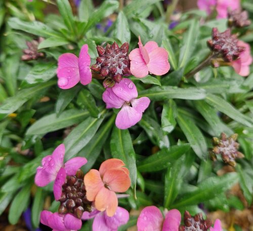 Erysimum Leya Orange Purple Glow 2 Litre