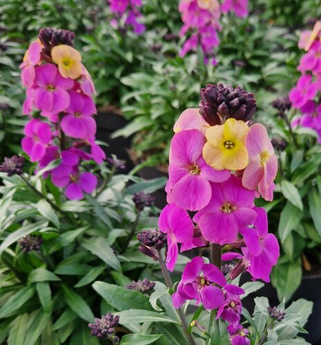 Erysimum Leya Purple Glow 2 Litre