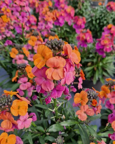 Erysimum Leya Rainbow Glow 2 Litre