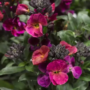 Erysimum Magenta 1.5 Litre