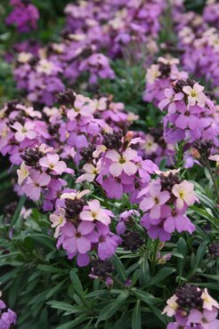 Erysimum Poem Lavender 2 Litre