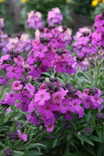 Erysimum Poem Lilac 2 Litre