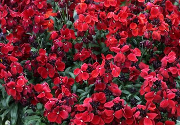 Erysimum Red Jep 2 Litre