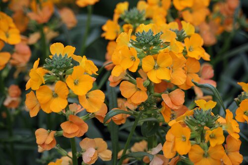 Erysimum Suffruticosum Goldstaub 9cm