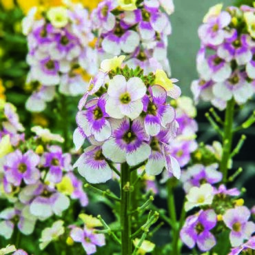 Erysimum Winter Charm 1 Litre