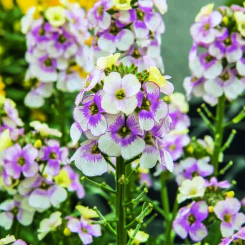Erysimum Winter Charm 2 Litre