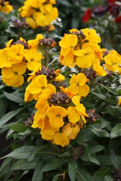 Erysimum Winter Power 2 Litre