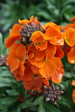 Erysimum Winter Spice 2 Litre