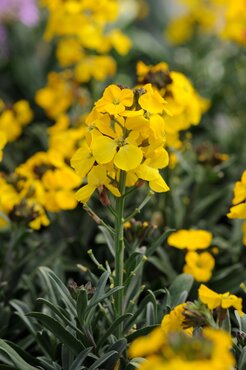 Erysimum Winter Spirit 2 Litre