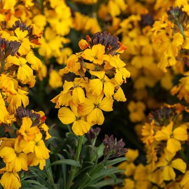 Erysimum Yellow 1.5 Litre