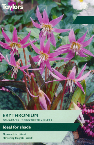 Erythronium Dens Canis