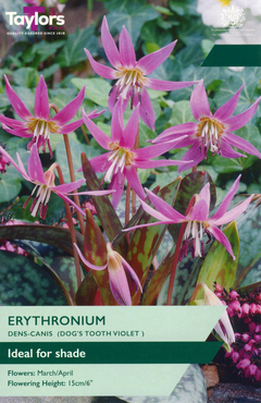 Erythronium Dens Canis