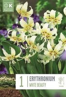 Erythronium (Dog's Tooth Violet)