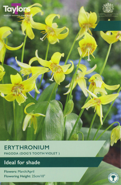 Erythronium Pagoda