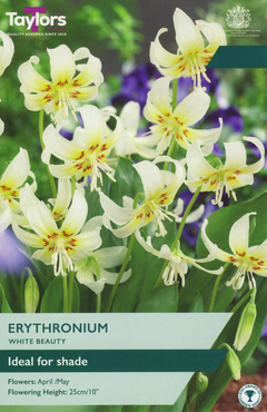 Erythronium White Beauty