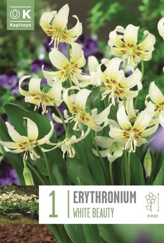 Erythronium White Beauty