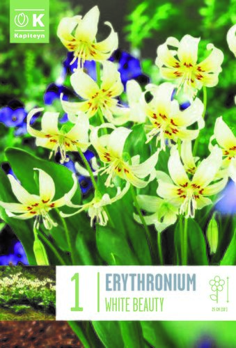 Erythronium White Beauty x 1