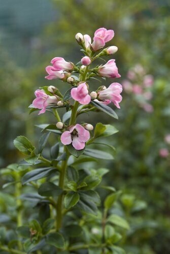 Escallonia Apple Blossom 3 Litre - image 3