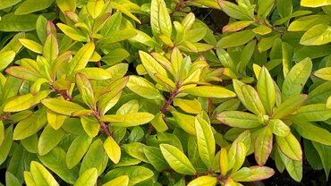 Escallonia 'Glowing Embers' 3 Litre