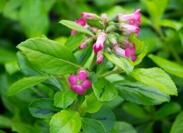 Escallonia 'Gold Ellen' 2 Litre - image 2