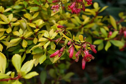 Escallonia Golden Carpet 7.5 Litre