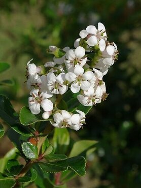 Escallonia Iveyi 3 Litre - image 4