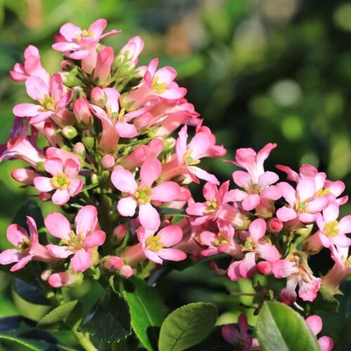 Escallonia Peach Blossom 3 Litre