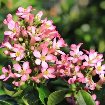 Escallonia Peach Blossom 3 Litre