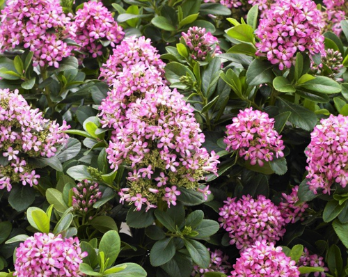 Escallonia Pink Elle 3 Litre - image 7