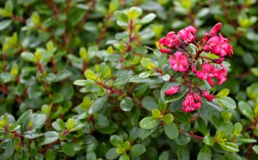 Escallonia Red Dream 3 Litre - image 1