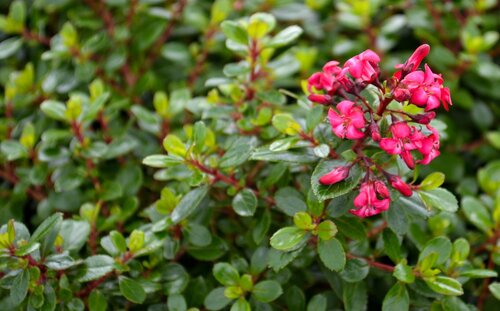 Escallonia 'Red Dream' 3 Litre