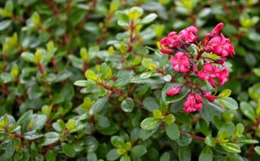 Escallonia 'Red Dream' 3 Litre