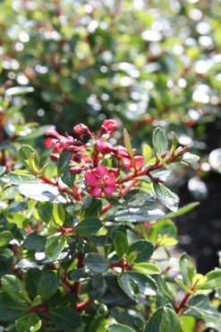 Escallonia Rubra Macrantha 3 Litre