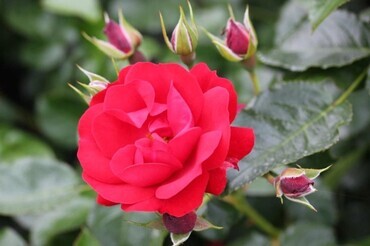 Eternity Bush Rose 3 Litre
