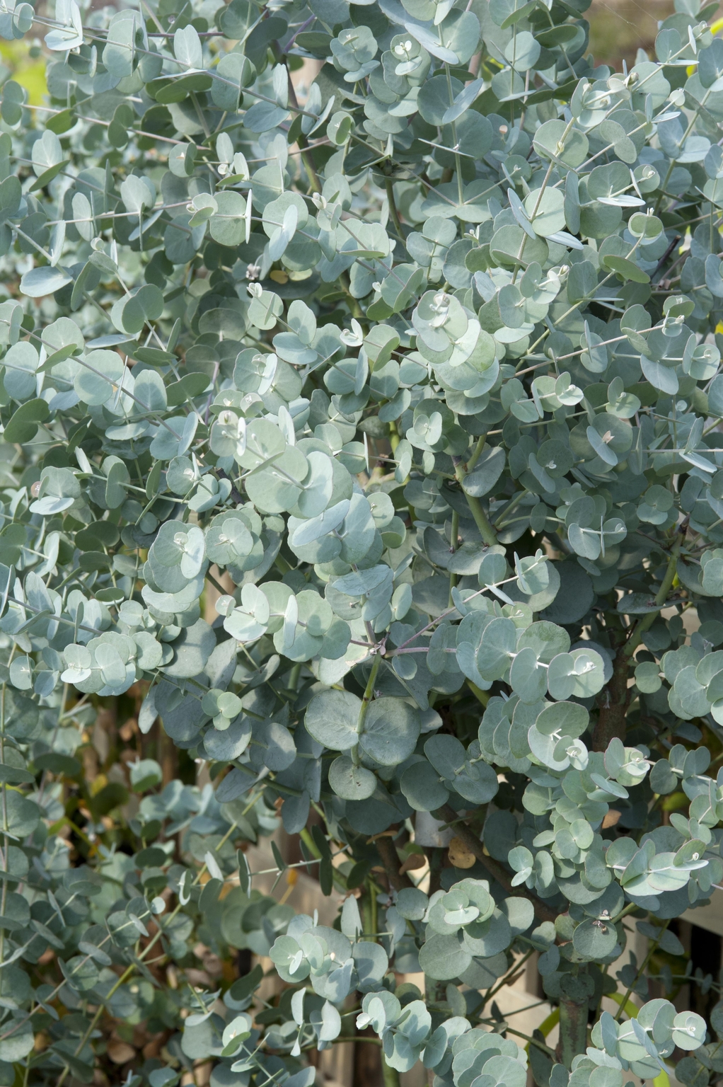 Eucalyptus Azura 12 Litre - Stewarts Garden Centre