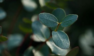 Eucalyptus gunnii 18/20 litre - image 1