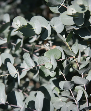 Eucalyptus Gunnii 3 Litre - image 2