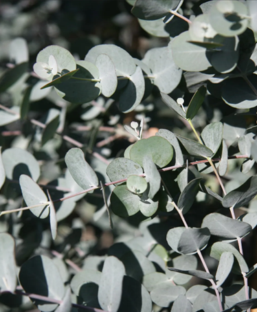 Eucalyptus gunnii Azura 12 Litre