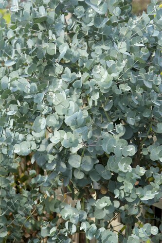 Eucalyptus Gunnii Azura Bush Large 18 Litre - image 1