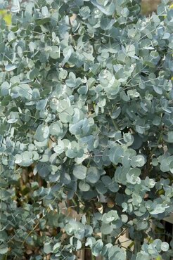 Eucalyptus Gunnii Azura Bush Large 18 Litre