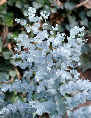 Eucalyptus gunnii Azura Large 6.5 Litre