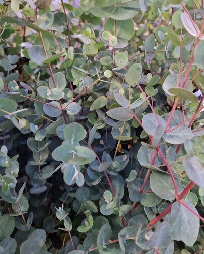 Eucalyptus Gunnii Blue Love 2.3 Litre - image 1