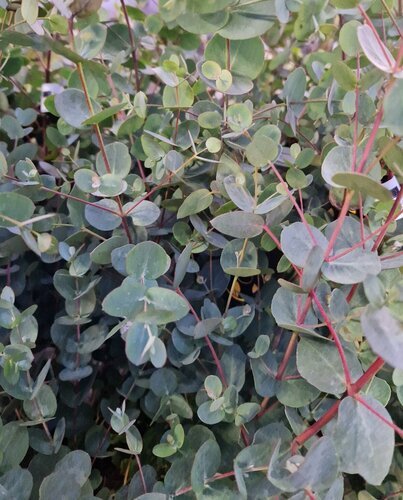 Eucalyptus gunnii Blue Love 6 Litre