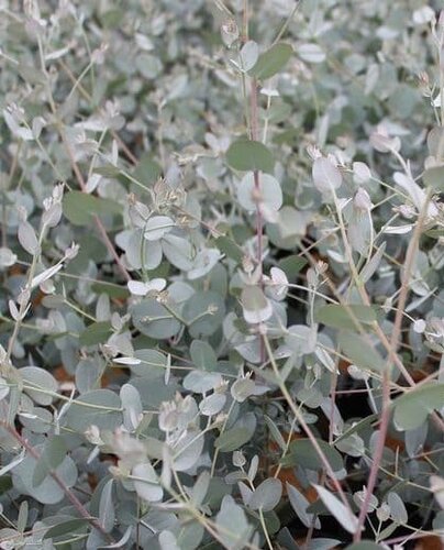 Eucalyptus Gunnii Silverana 3 Litre