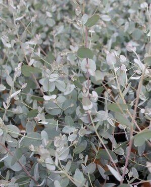 Eucalyptus Gunnii Silverana 7.5 Litre - image 1