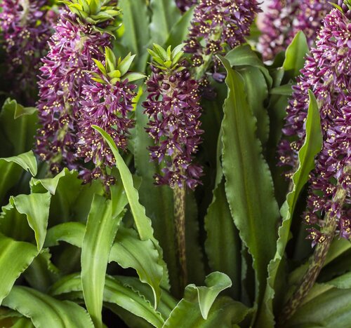 Eucomis Aloha Leia 3 Litre - image 1