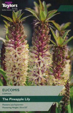 Eucomis Comosa