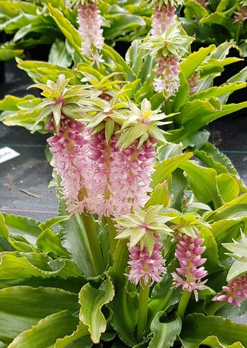 Eucomis Indian Summer 3 Litre - image 1