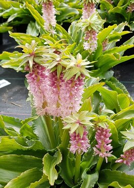 Eucomis Indian Summer 3 Litre - image 1