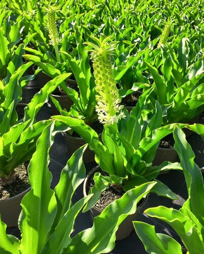 Eucomis Johannesburg 3 Litre - image 1